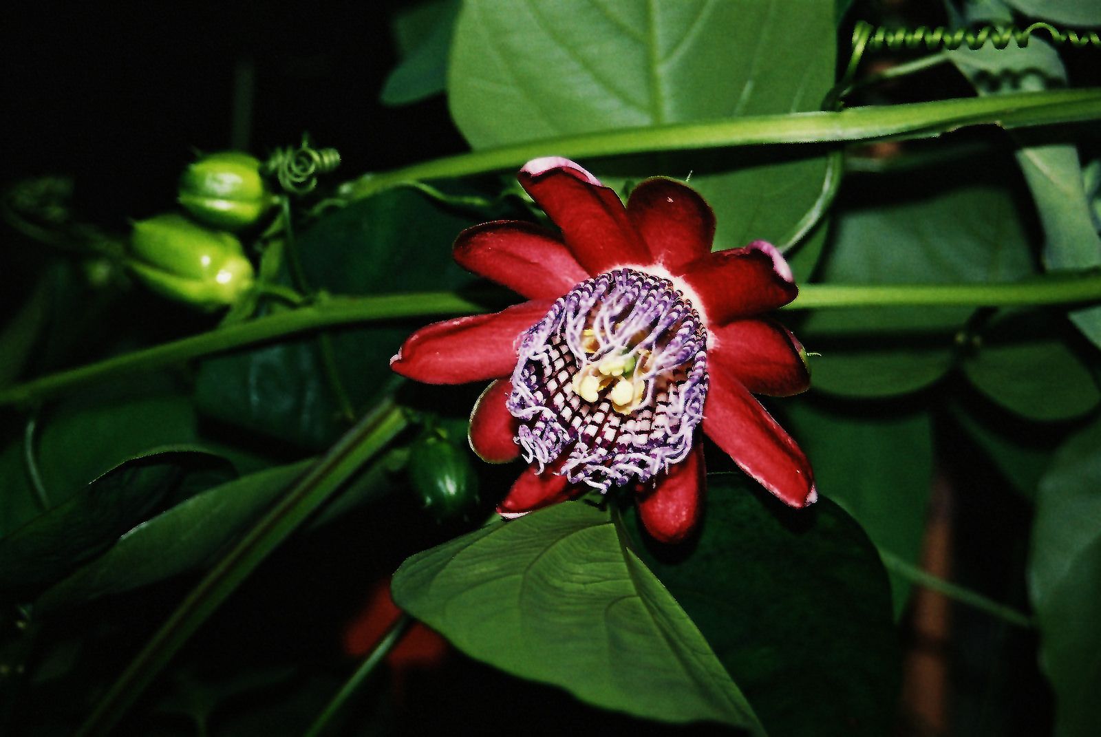 Passiflora alata II
