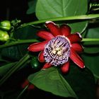 Passiflora alata II
