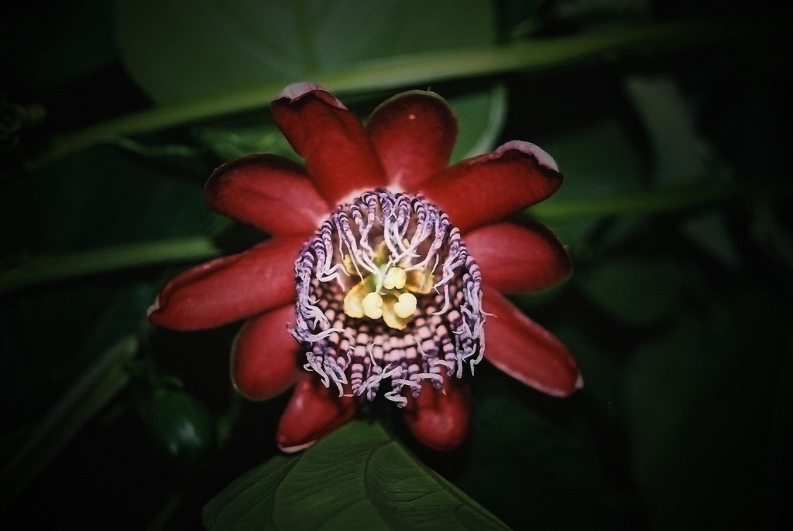 Passiflora alata III