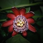 Passiflora alata III
