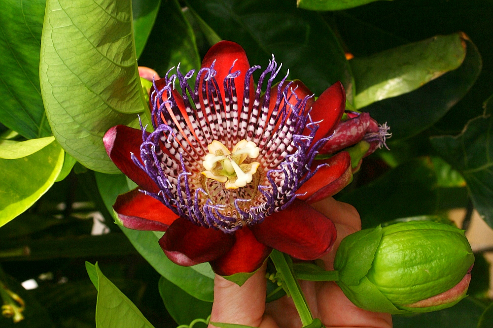 Passiflora alata, Passionsblume