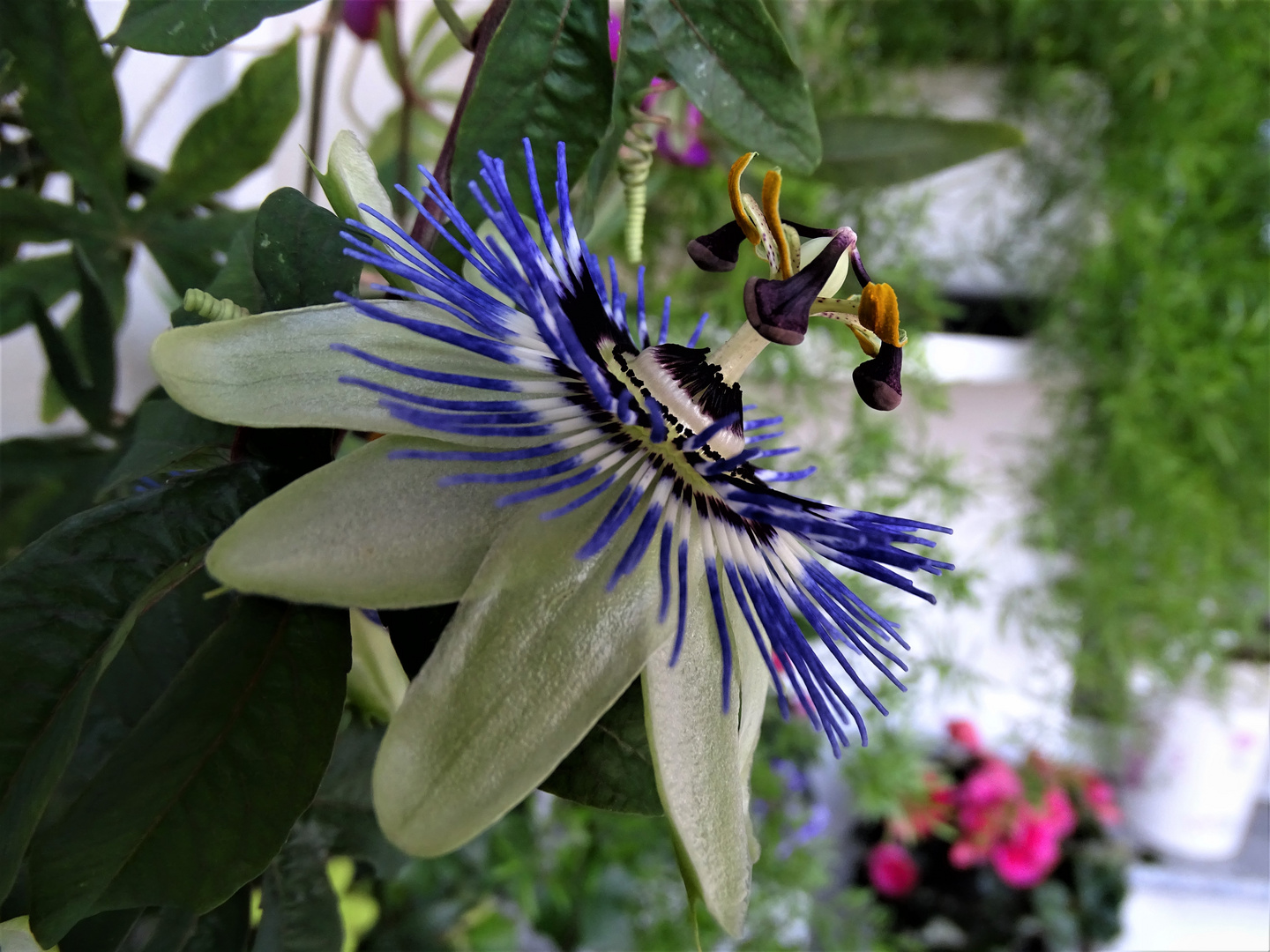 Passiflora als Mittwochsblümchen