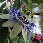 Passiflora als Mittwochsblümchen