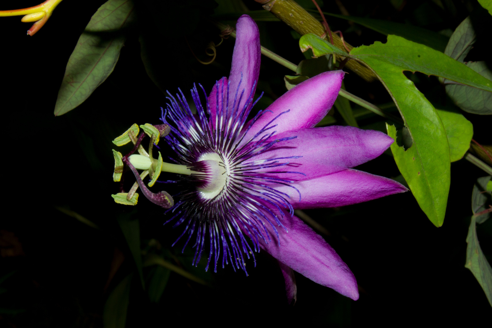 Passiflora ´Amethyst`