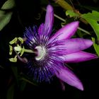 Passiflora ´Amethyst`