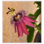 Passiflora amethyst....