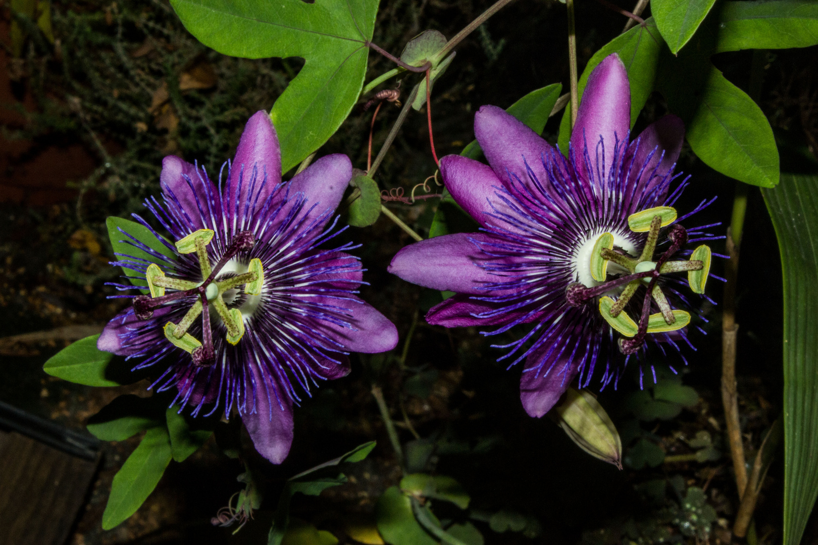 Passiflora ´Amethyst`