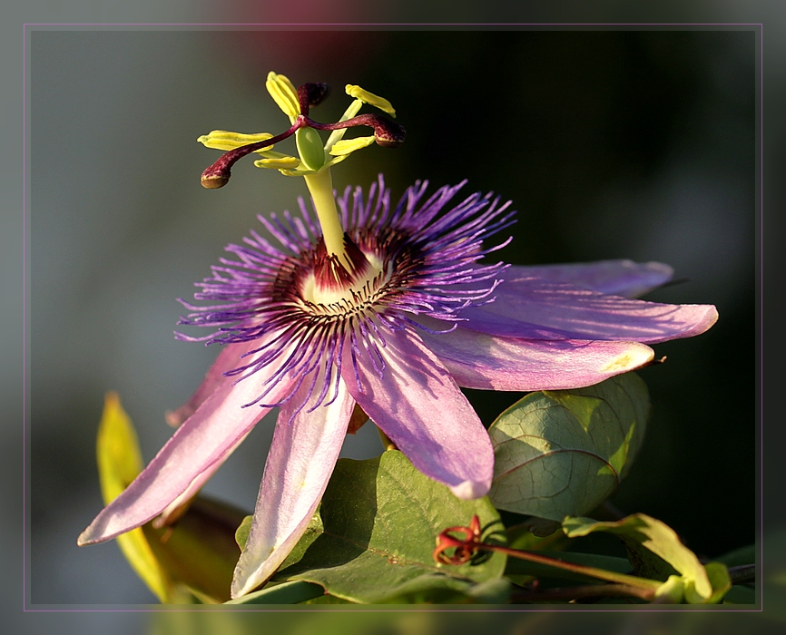 Passiflora 'Amethyst'