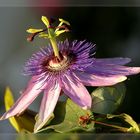 Passiflora 'Amethyst'