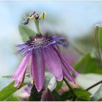 Passiflora Amethyst