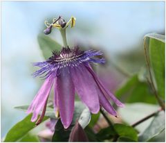 Passiflora Amethyst