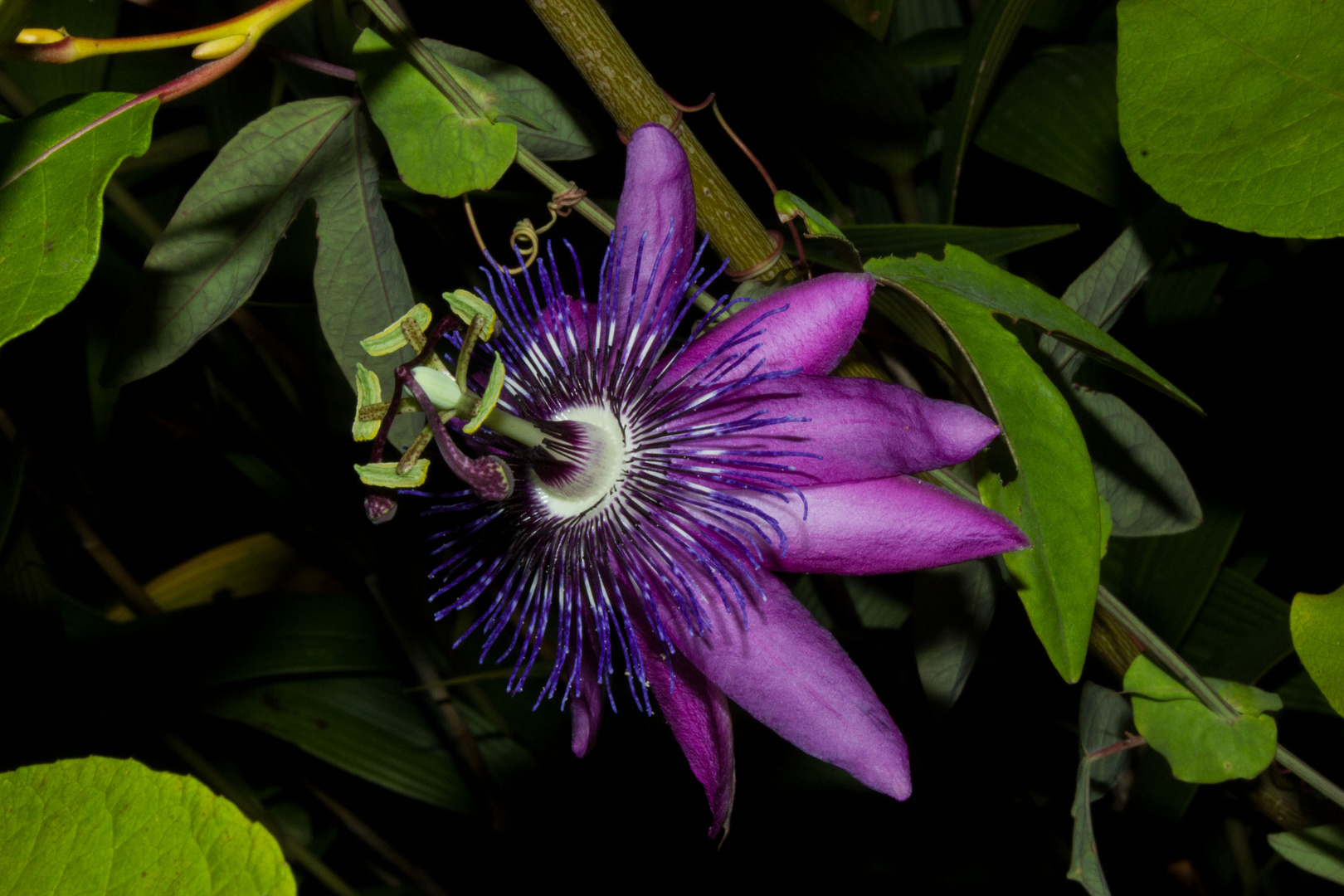 Passiflora ´Amethyst`