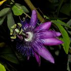 Passiflora ´Amethyst`