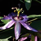 Passiflora Amethyst