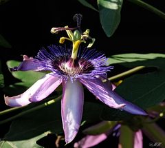 Passiflora Amethyst