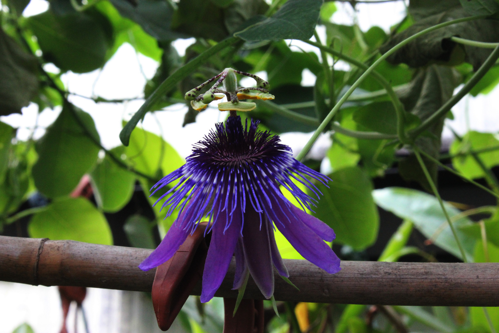 Passiflora amethystina 2