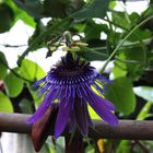 Passiflora amethystina 2