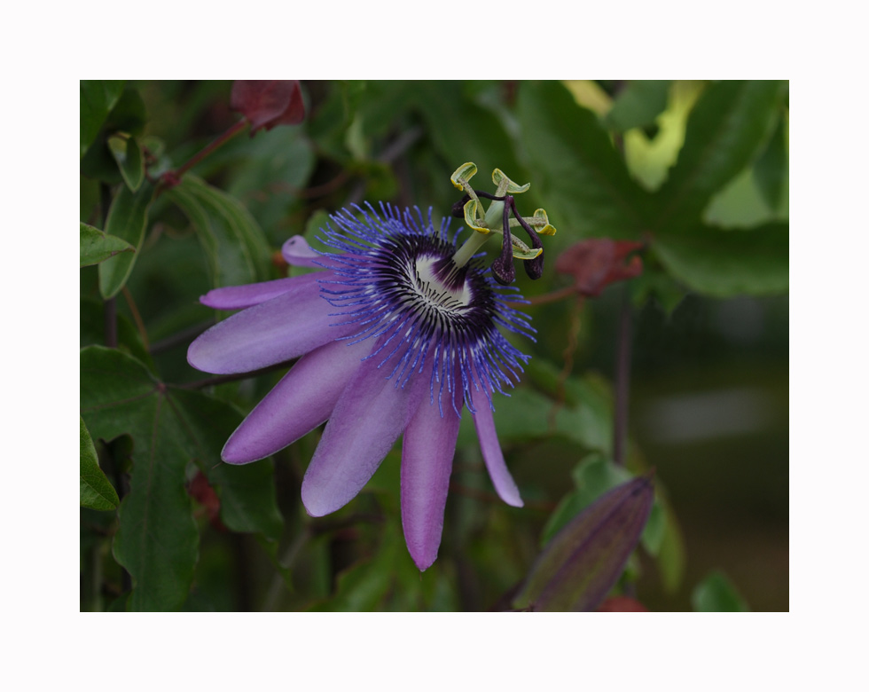 Passiflora amethystina