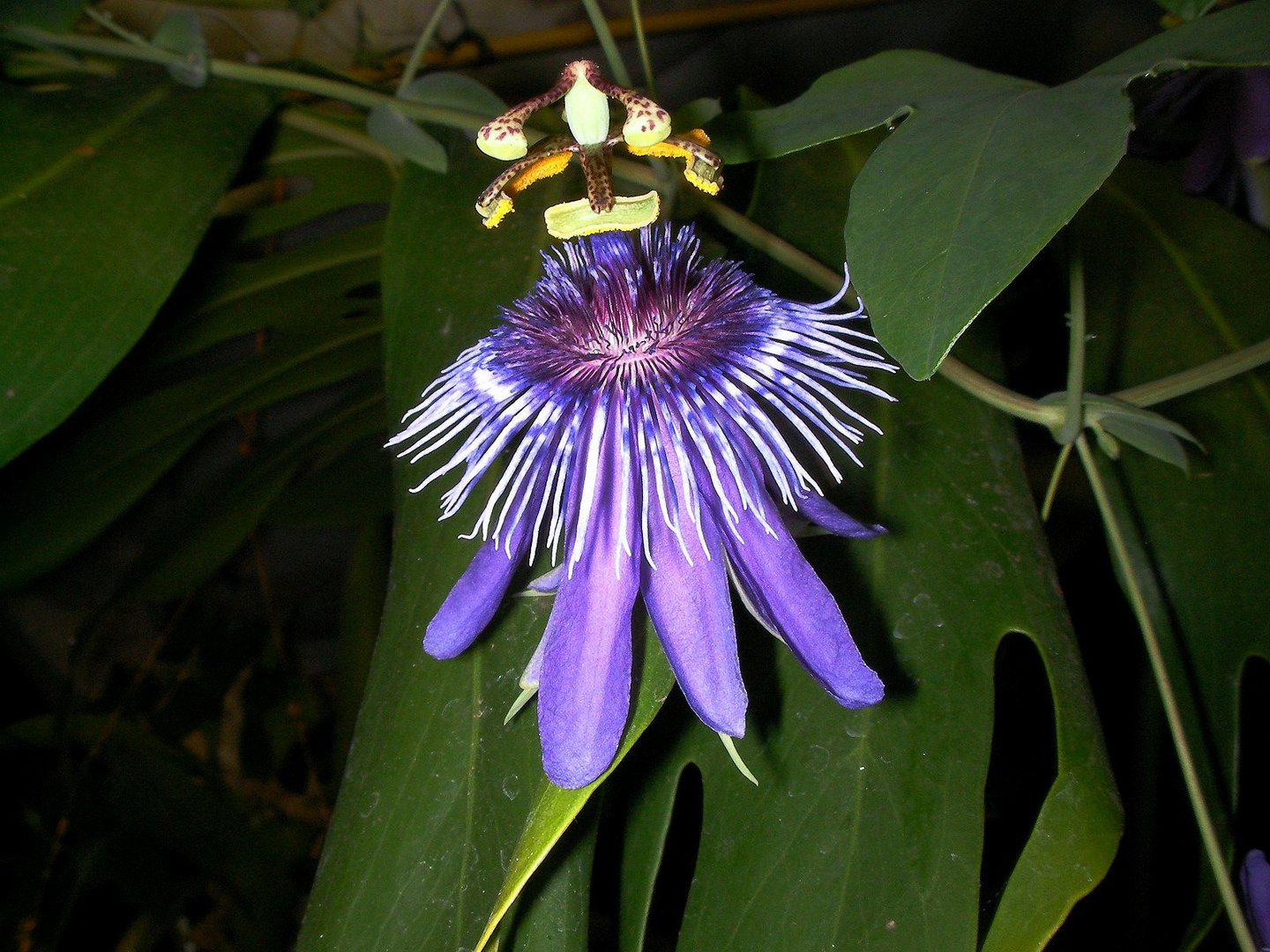 Passiflora amethystina