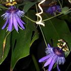 Passiflora amethystina II