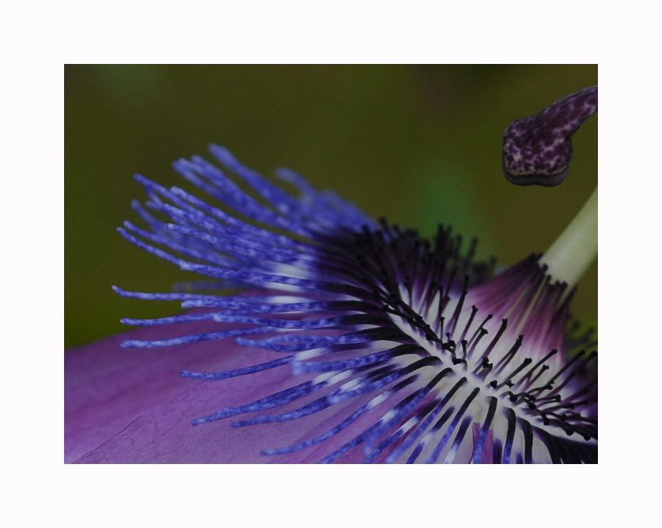 Passiflora amethystina II