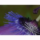 Passiflora amethystina II