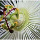 Passiflora Avalance