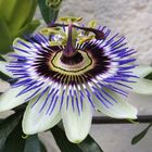 Passiflora