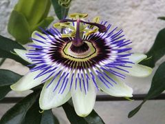 Passiflora