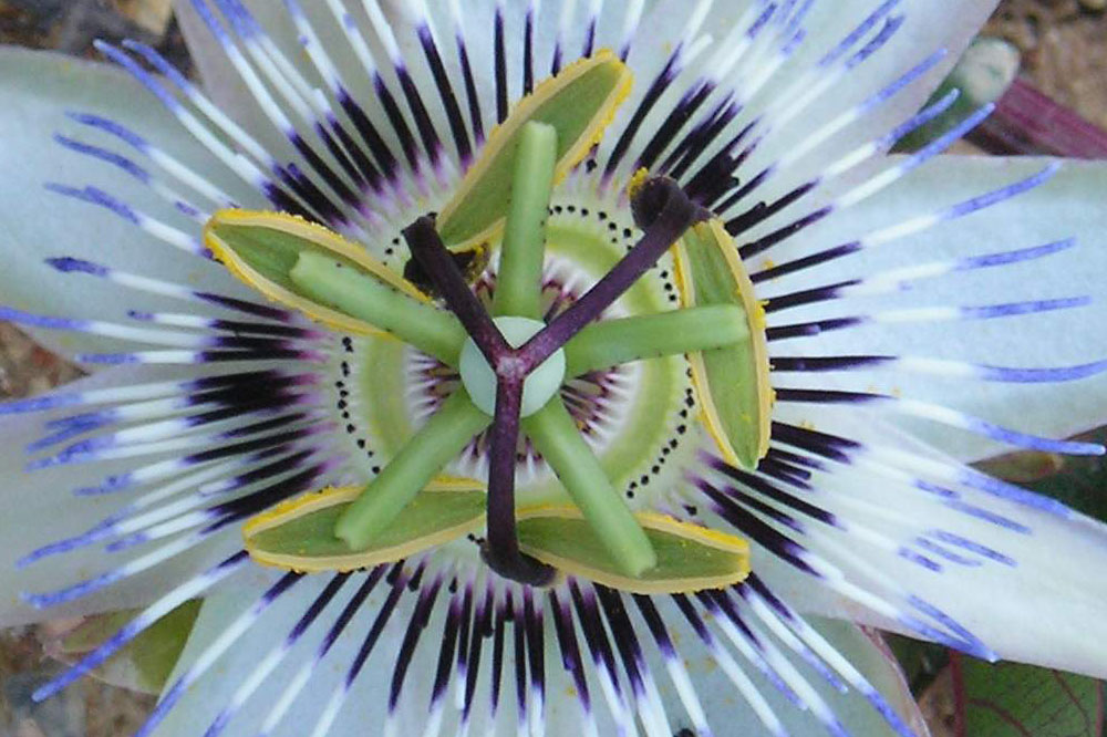 Passiflora