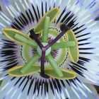 Passiflora