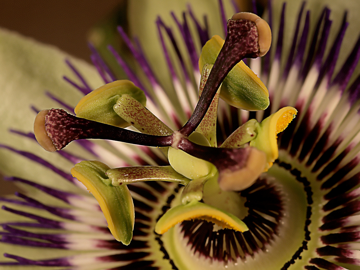 passiflora