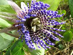 Passiflora