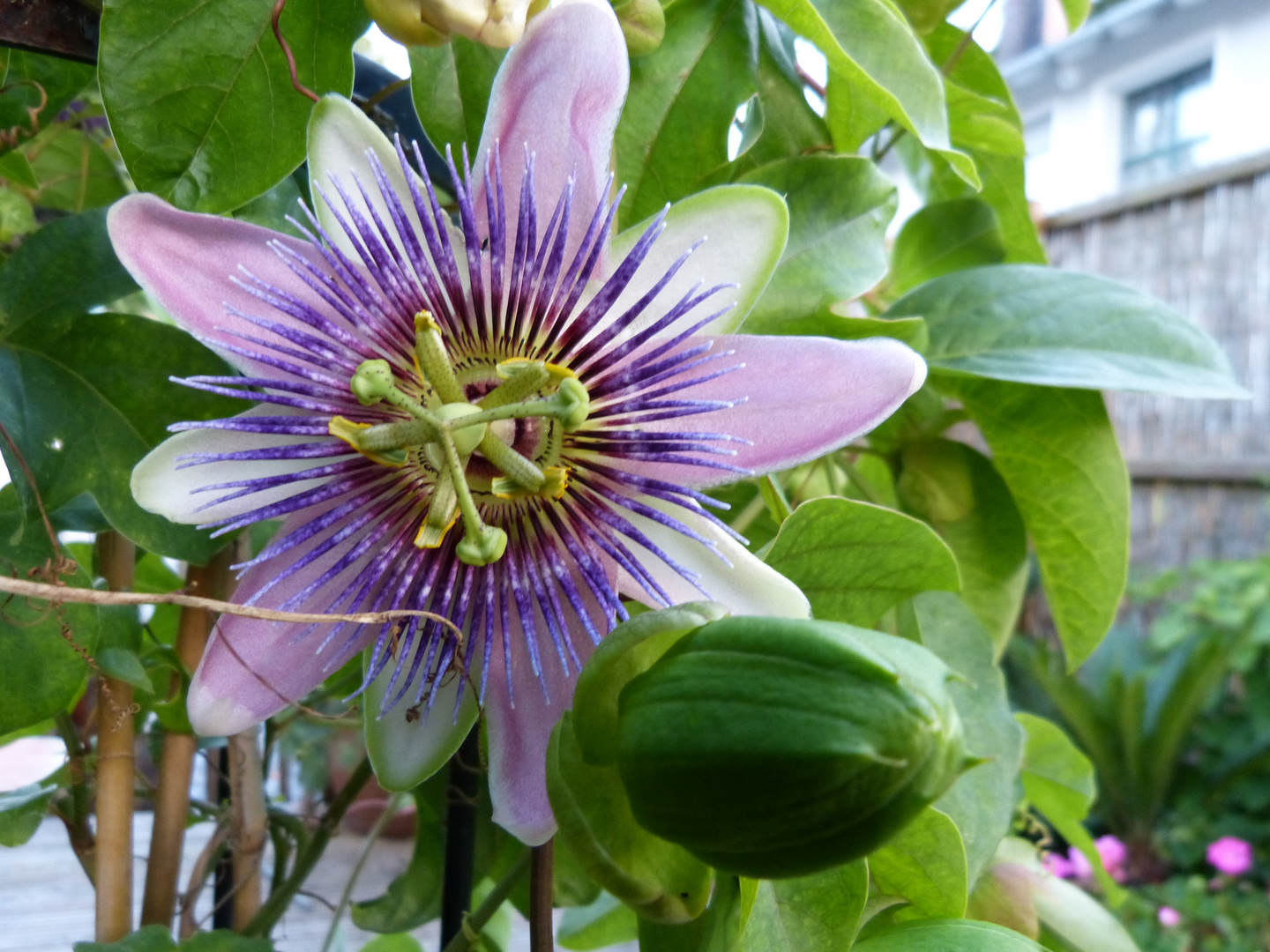 passiflora