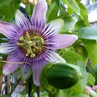 passiflora