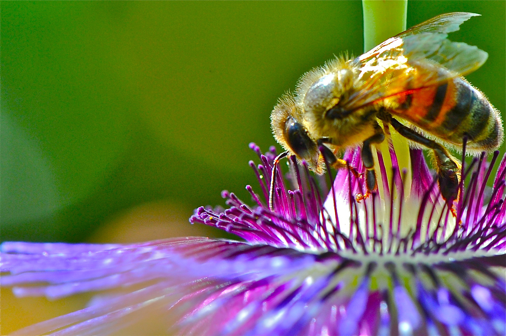 passiflora