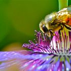 passiflora