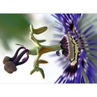 Passiflora