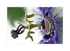 Passiflora