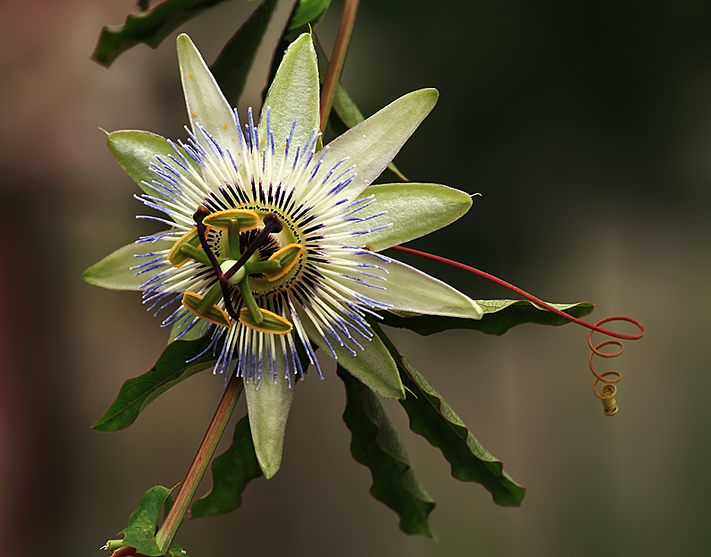 Passiflora