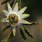 Passiflora