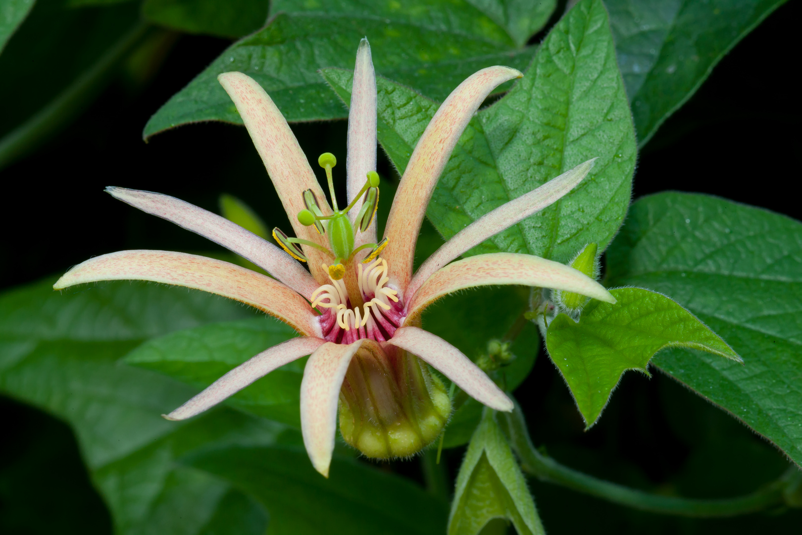 Passiflora