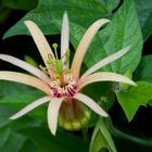 Passiflora