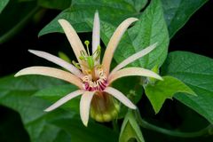 Passiflora