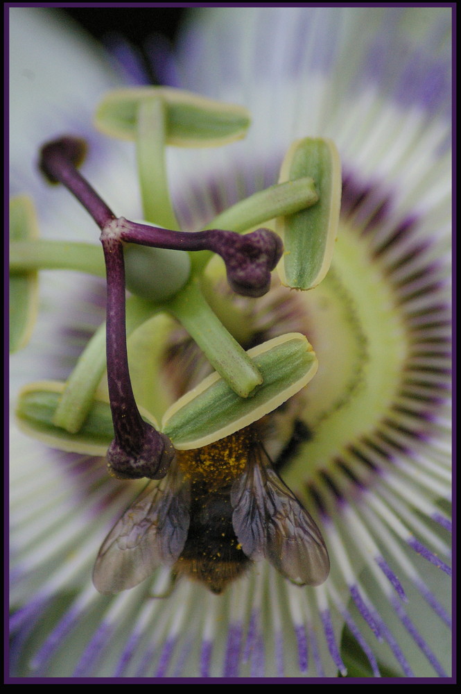 passiflora