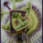 passiflora