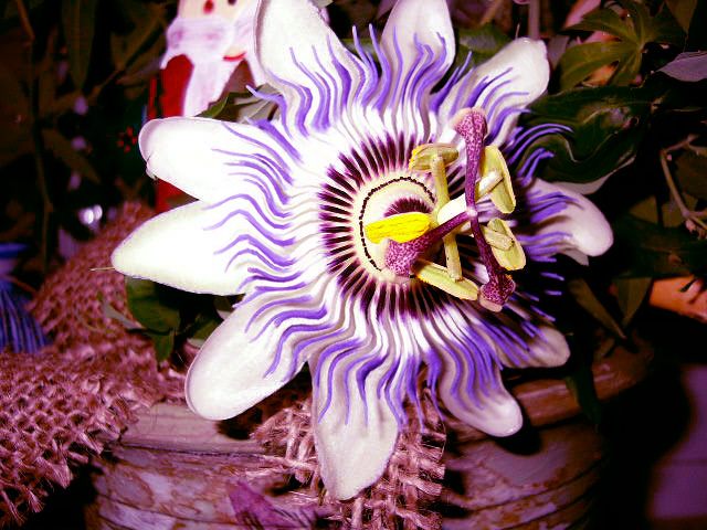 Passiflora