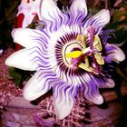 Passiflora