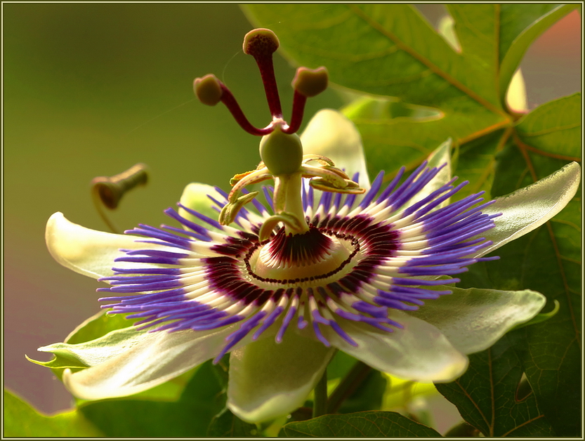 Passiflora*