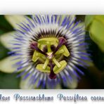 Passiflora, blau 2